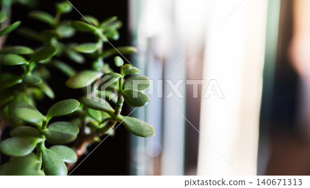 Close-up of succulent plant by blurred window light Close-up of succulent plant by blurred window light 140671313