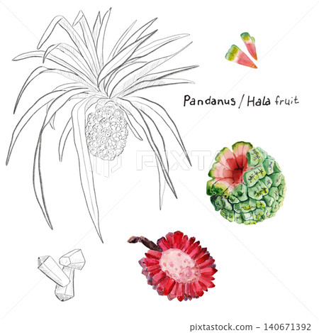 Watercolor drawing of pandanus Hala fruit hand-drawn on paper, using natural paints Watercolor drawing of pandanus Hala fruit hand-drawn on paper, using natural paints 140671392
