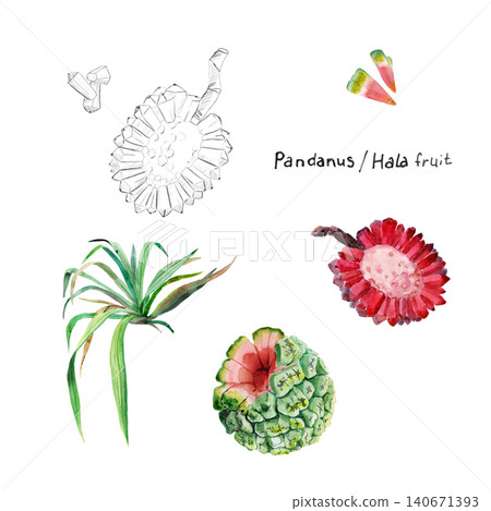 Watercolor drawing of pandanus Hala fruit hand-drawn on paper, using natural paints Watercolor drawing of pandanus Hala fruit hand-drawn on paper, using natural paints 140671393