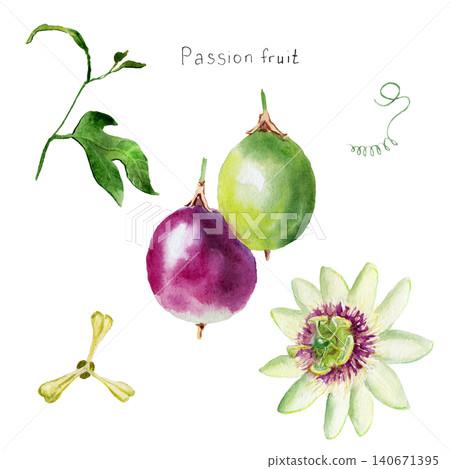 Watercolor drawing of Passion fruit hand-drawn on paper and paints Watercolor drawing of Passion fruit hand-drawn on paper and paints 140671395