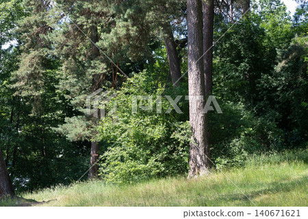Lush green forest landscape bathed in sunlight. Lush green forest landscape bathed in sunlight. 140671621
