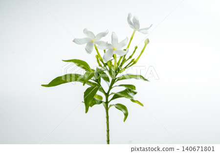 A close-up shot of blooming white pinwheel jasmine flowers with green leaves isolated on a plain light background A close-up shot of blooming white pinwheel jasmine flowers with green leaves isolated on a plain light background 140671801