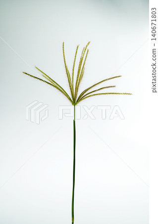 A single stem of crowfoot grass with radiating seed heads, isolated against a clean, light gray studio background A single stem of crowfoot grass with radiating seed heads, isolated against a clean, light gray studio background 140671803