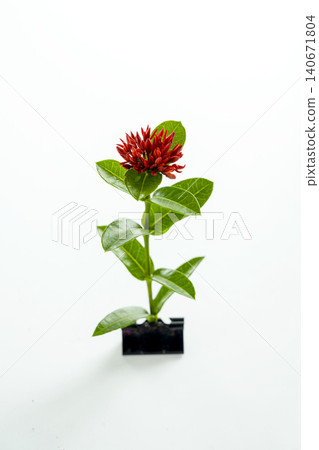 A single vibrant red Ixora coccinea (jungle geranium) flower stem with green leaves, standing upright held by a small black clip, isolated on a clean white background 140671804