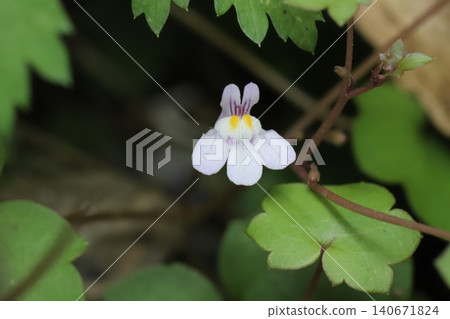 The flowers of the ivy-leaved toadflax, with their pale purple petals and yellow and purple markings, bloom by the roadside in spring. The flowers of the ivy-leaved toadflax, with their pale purple petals and yellow and purple markings, bloom by the roadside in spring. 140671824
