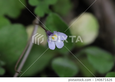 The flowers of the ivy-leaved toadflax, with their pale purple petals and yellow and purple markings, bloom by the roadside in spring. The flowers of the ivy-leaved toadflax, with their pale purple petals and yellow and purple markings, bloom by the roadside in spring. 140671826