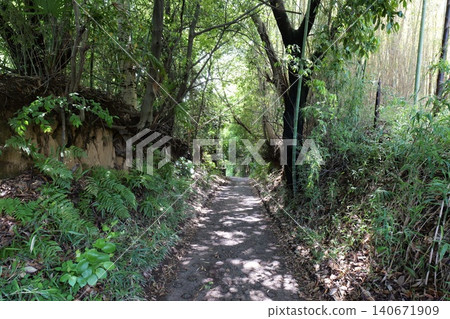 Forest Landscape with Rocky Cliff and Dense Trees 140671909