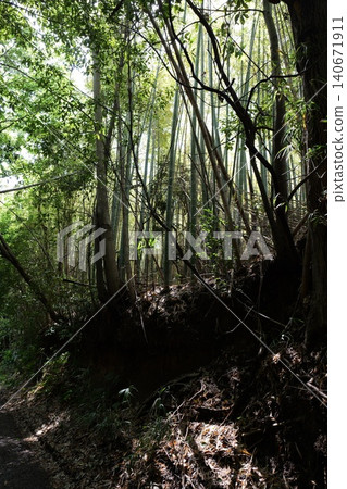 Forest Landscape with Rocky Cliff and Dense Trees Forest Landscape with Rocky Cliff and Dense Trees 140671911