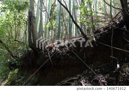 Forest Landscape with Rocky Cliff and Dense Trees Forest Landscape with Rocky Cliff and Dense Trees 140671912