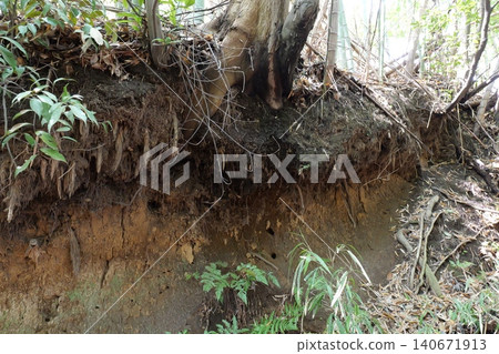 Forest Landscape with Rocky Cliff and Dense Trees Forest Landscape with Rocky Cliff and Dense Trees 140671913