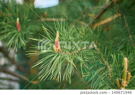 A close-up shot of a pinus branch featuring long green needles and a small brown male cone at the center A close-up shot of a pinus branch featuring long green needles and a small brown male cone at the center 140671946
