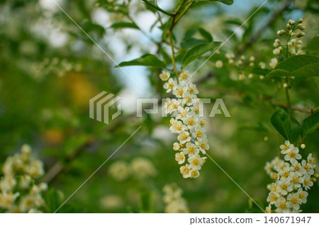 Spring awakening concept featuring vibrant white flowering hackberry twigs on a blurred organic background Spring awakening concept featuring vibrant white flowering hackberry twigs on a blurred organic background 140671947