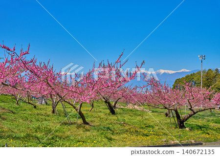 A view of the western landscape from Ohnoji Temple in Misaka-cho, Fuefuki City, Yamanashi Prefecture in spring (Southern Alps, peach blossoms, etc.) A view of the western landscape from Ohnoji Temple in Misaka-cho, Fuefuki City, Yamanashi Prefecture in spring (Southern Alps, peach blossoms, etc.) 140672135
