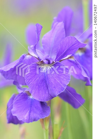 A close-up of a beautiful, softly blooming iris flower. 140672497