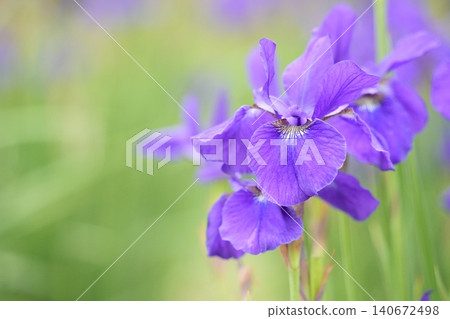 A close-up of a beautiful, softly blooming iris flower. A close-up of a beautiful, softly blooming iris flower. 140672498