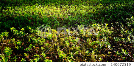 Lush green ground cover with small plants and sunlight filtering through, creating a gradient of light and shadow in a natural outdoor setting Lush green ground cover with small plants and sunlight filtering through, creating a gradient of light and shadow in a natural outdoor setting 140672519