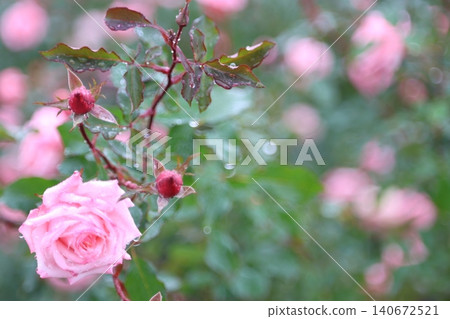 autumn roses in the rain 140672521