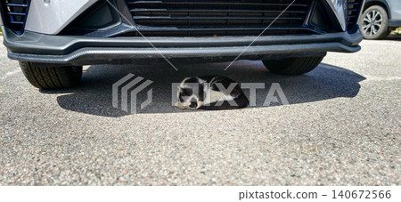 Black and white cat resting under a parked car on a sunny day, with asphalt surface and another vehicle visible in the background Black and white cat resting under a parked car on a sunny day, with asphalt surface and another vehicle visible in the background 140672566
