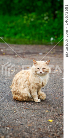 Ginger cat with fluffy fur sitting on a gravel road, surrounded by green foliage and blurred background, showcasing a natural outdoor setting 140672681