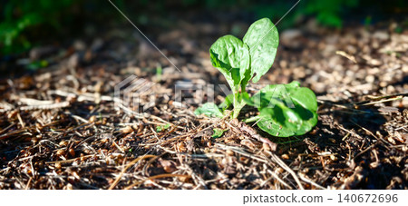 Young green spinach plant emerging from rich soil with scattered pine needles and sunlight filtering through trees in a natural outdoor setting Young green spinach plant emerging from rich soil with scattered pine needles and sunlight filtering through trees in a natural outdoor setting 140672696