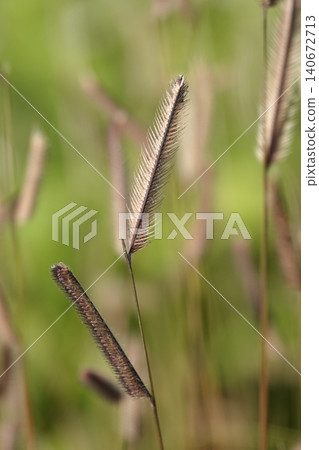 Bouteloua gracilis (buffalo grass) sways in the wind during the summer heat. Its very unusual, one-sided, golden-brown spikelets are used for design. Bouteloua gracilis (buffalo grass) sways in the wind during the summer heat. Its very unusual, one-sided, golden-brown spikelets are used for design. 140672713