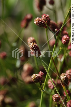 Burnet (Santhiola officinalis) is a plant with red flowers, used to make medicinal products. Burnet (Santhiola officinalis) is a plant with red flowers, used to make medicinal products. 140672715