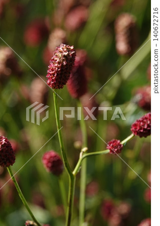 Burnet (Santhiola officinalis) is a plant with red flowers, used to make medicinal products. 140672716