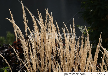 Plant - Calamagrostis acutiflora is a home garden and urban design asset. 140672717