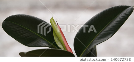 Elastic fig, or Ficus elastica (Latin: Ficus elastica) is an evergreen tree or shrub, a species of plant in the genus Ficus of the Moraceae family. Elastic fig, or Ficus elastica (Latin: Ficus elastica) is an evergreen tree or shrub, a species of plant in the genus Ficus of the Moraceae family. 140672728
