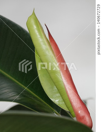 Elastic fig, or Ficus elastica (Latin: Ficus elastica) is an evergreen tree or shrub, a species of plant in the genus Ficus of the Moraceae family. Elastic fig, or Ficus elastica (Latin: Ficus elastica) is an evergreen tree or shrub, a species of plant in the genus Ficus of the Moraceae family. 140672729