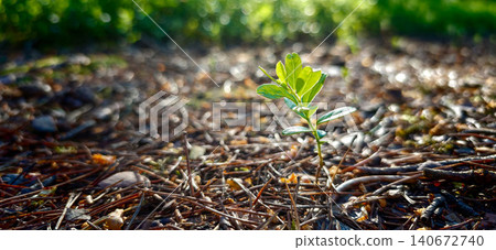 Small green plant sprouting from the forest floor surrounded by pine needles and soft sunlight filtering through trees in a natural outdoor setting Small green plant sprouting from the forest floor surrounded by pine needles and soft sunlight filtering through trees in a natural outdoor setting 140672740