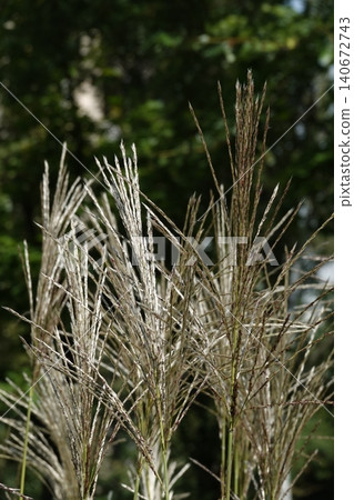 Miscanthus sinensis or Chinese Fan-flower is an ornamental plant with panicles used for garden and urban design. 140672743