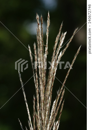 Miscanthus sinensis or Chinese Fan-flower is an ornamental plant with panicles used for garden and urban design. Miscanthus sinensis or Chinese Fan-flower is an ornamental plant with panicles used for garden and urban design. 140672746