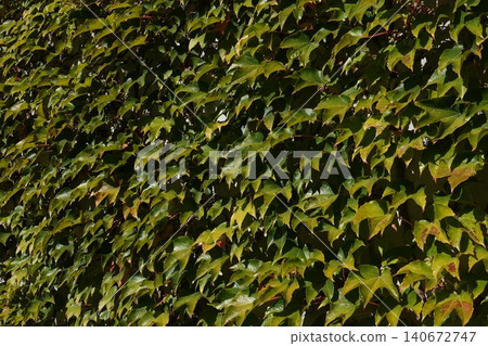 Parthenocissus quinquefolia grows densely, clinging to the walls of a house Parthenocissus quinquefolia grows densely, clinging to the walls of a house 140672747