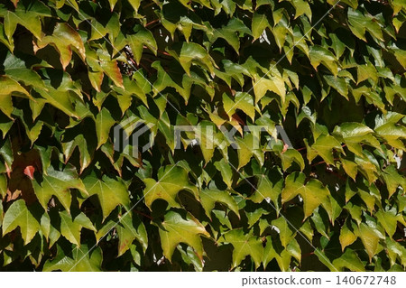 Parthenocissus quinquefolia grows densely, clinging to the walls of a house Parthenocissus quinquefolia grows densely, clinging to the walls of a house 140672748