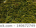 Parthenocissus quinquefolia grows densely, clinging to the walls of a house 140672749