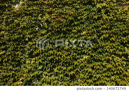 Parthenocissus quinquefolia grows densely, clinging to the walls of a house Parthenocissus quinquefolia grows densely, clinging to the walls of a house 140672749