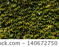 Parthenocissus quinquefolia grows densely, clinging to the walls of a house 140672750