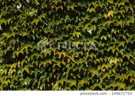 Parthenocissus quinquefolia grows densely, clinging to the walls of a house 140672750