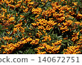 Pyracantha is an evergreen shrub with bright orange berries 140672751