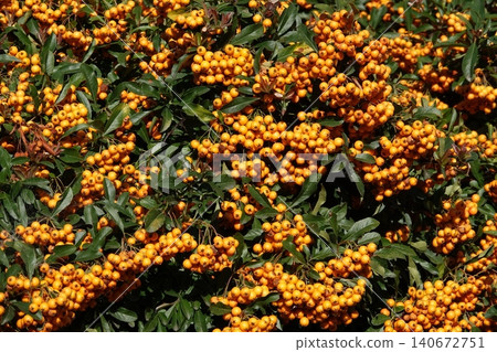 Pyracantha is an evergreen shrub with bright orange berries Pyracantha is an evergreen shrub with bright orange berries 140672751