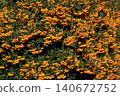 Pyracantha is an evergreen shrub with bright orange berries 140672752
