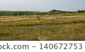 Summer field with grass and forest on the horizon in the summer heat 140672753