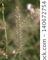 Pinnacle foxtail is an ornamental plant with spikelets used for garden and urban design, and floristry. 140672754