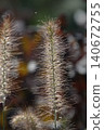 Pinnacle foxtail is an ornamental plant with spikelets used for garden and urban design, and floristry. 140672755
