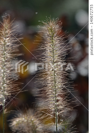 Pinnacle foxtail is an ornamental plant with spikelets used for garden and urban design, and floristry. Pinnacle foxtail is an ornamental plant with spikelets used for garden and urban design, and floristry. 140672755