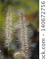 Pinnacle foxtail is an ornamental plant with spikelets used for garden and urban design, and floristry. 140672756