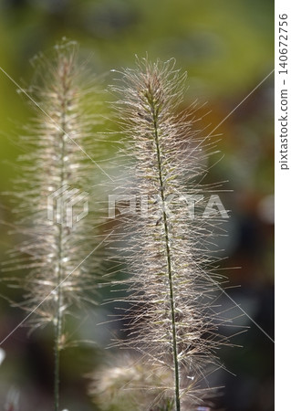 Pinnacle foxtail is an ornamental plant with spikelets used for garden and urban design, and floristry. 140672756