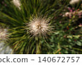 Pinnacle foxtail is an ornamental plant with spikelets used for garden and urban design, and floristry. 140672757
