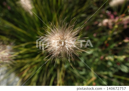 Pinnacle foxtail is an ornamental plant with spikelets used for garden and urban design, and floristry. Pinnacle foxtail is an ornamental plant with spikelets used for garden and urban design, and floristry. 140672757